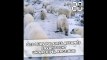 Russie: Des ours polaires affamés envahissent un archipel arctique