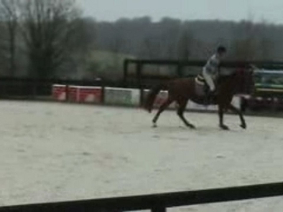 Espri hunter jumper horse 2004 by espri / Clinton