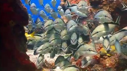 포항출장안마 -신용100%Ø1Øg2997g5327【카톡MG1472】포항전지역출장마사지샵'포항출장wo안마gf포항출장마사지황형φχψ서비스1위아가씨강추