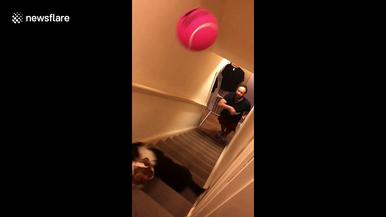 This border collie lets nothing past her! Dog is natural born goalkeeper