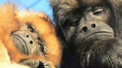 Zoo animals are feeling the love this Valentine's Day