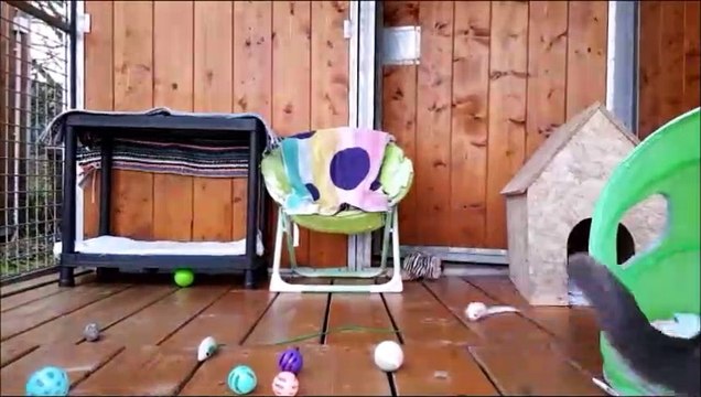 Une pension pour chats à Altrippe