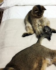 Cat Discovers Tail Makes Perfect Toy