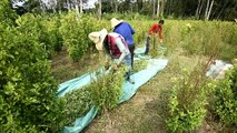 Imigrantes em plantações de coca