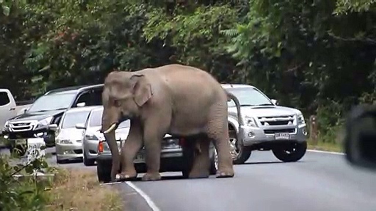 Un éléphant  bloque la route et ne laisse passer aucune voiture