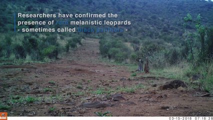 Black Leopard Spotted in Kenya