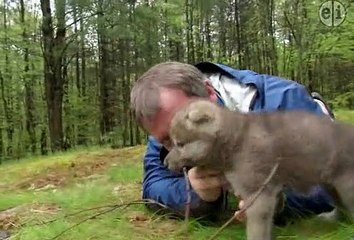 Wild Kratts - Little Howler