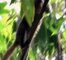 Wild Kratts S03E24 Golden Bamboo Lemur