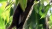 Wild Kratts S03E24 Golden Bamboo Lemur