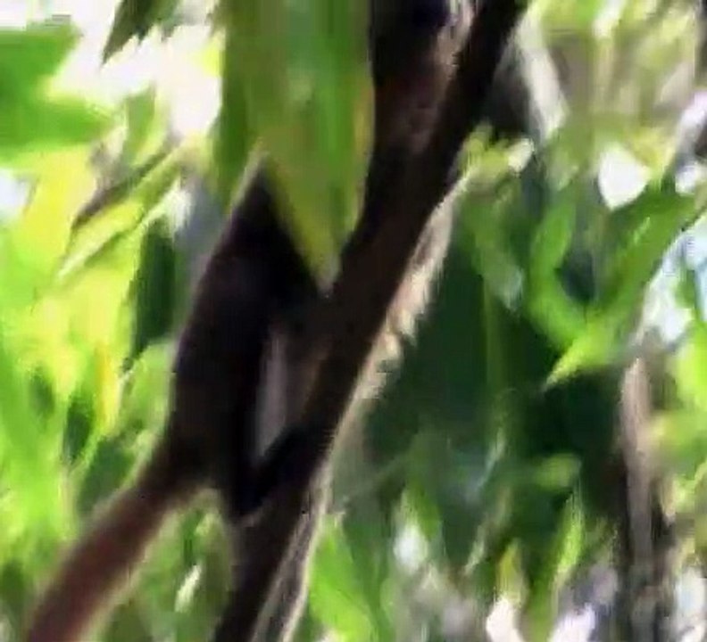 Wild Kratts S03E24 Golden Bamboo Lemur