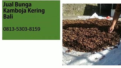 PROMO!!! 0813-5303-8159,Jual Bunga Kamboja Kering Makassar