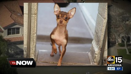 Animals up for adoption after being found in deplorable conditions