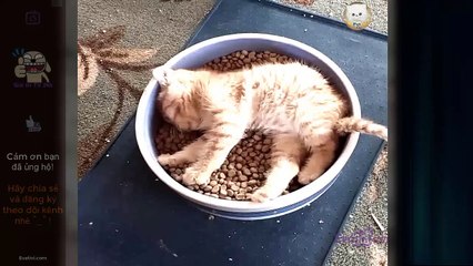 Cute pet - Ăn uống cũng thấy cưng - p2