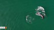 'Surprising Friendship': Drone Captures Dolphins And Killer Whales Swimming Together