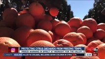 Protecting citrus trees from freezing temperatures