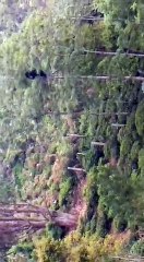 தேடி வந்து தேன் குடித்து செல்லும் ஒத்த கரடி-வீடியோ