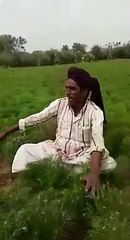 Cumin seeds is farmer daimonds