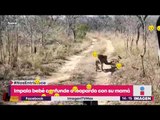 Bebé antílope confunde a un leopardo con su madre y ¡es devorado!  | Noticas con Yuriria Sierra