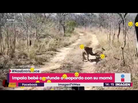 Bebé antílope confunde a un leopardo con su madre y ¡es devorado! | Noticas con Yuriria Sierra