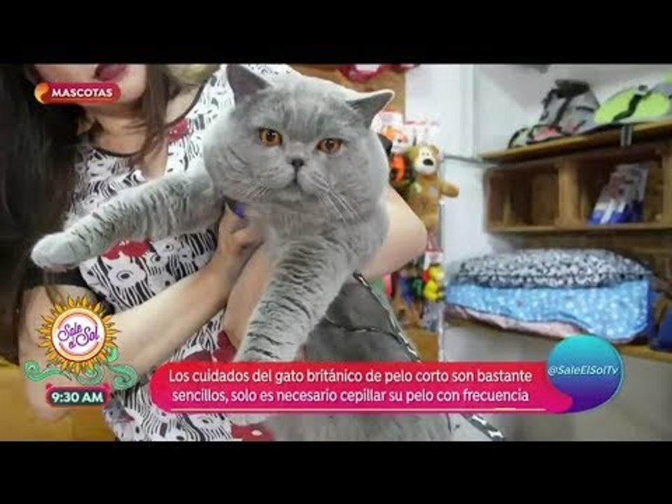 Todo lo que debes saber de los ¡gatos británicos! | Sale el Sol