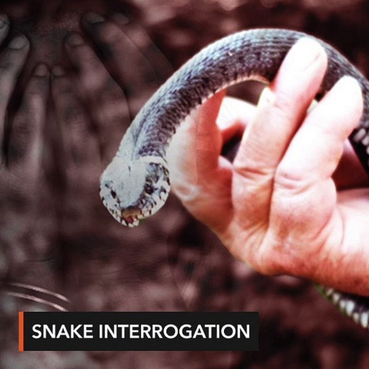 Scales of justice: Indonesia police probe snake interrogation
