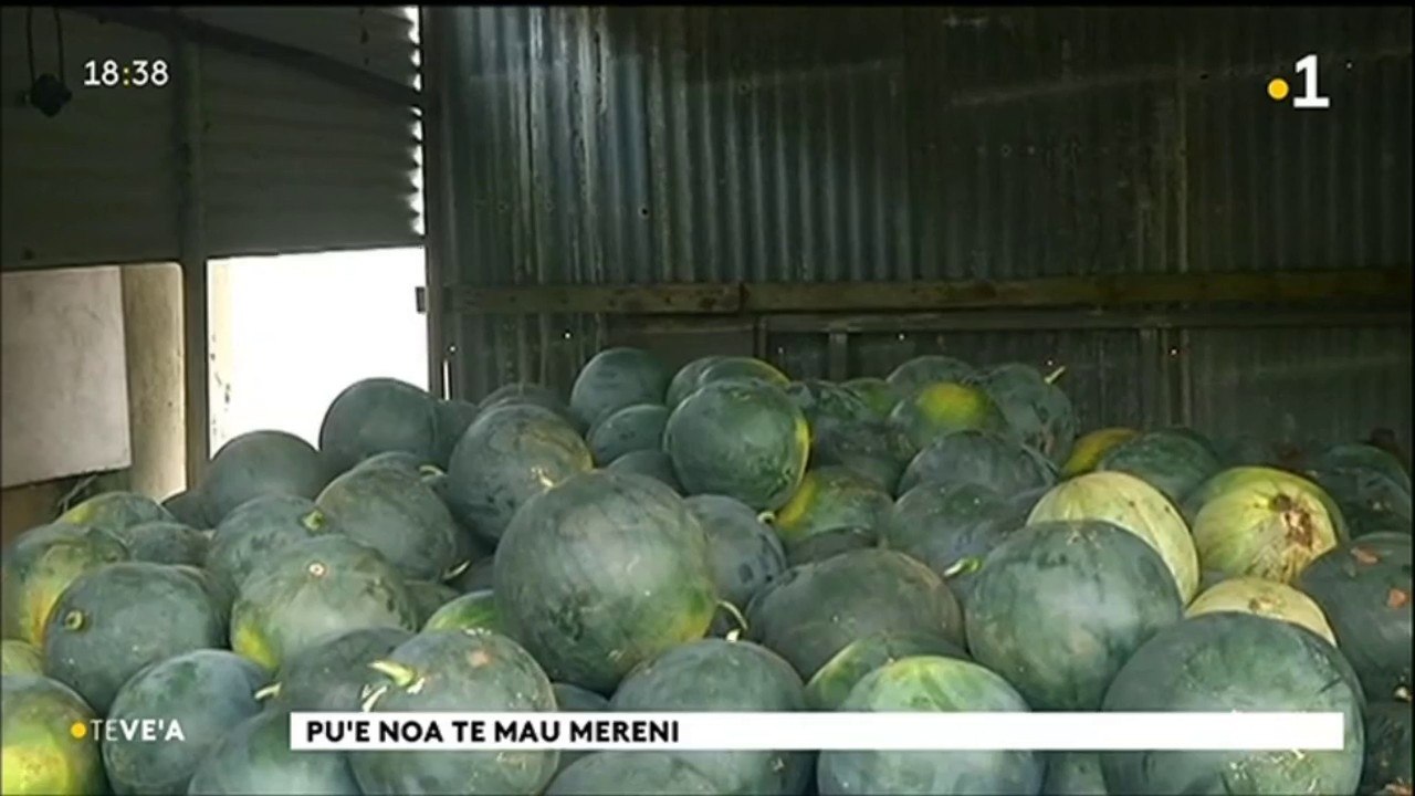 TH : La saison des pastèques bat son plein à Tubuai