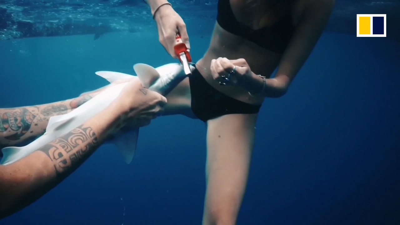 Shark rescue in Papua