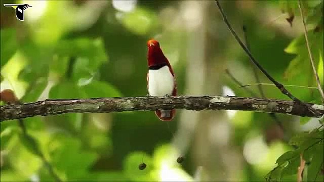 the most beautiful Quran Recitation Heart Touching Really emotional