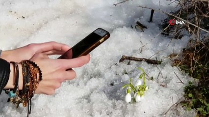 Spil’de açan kardelenler mest etti