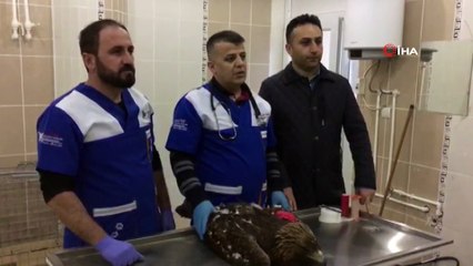 Yaralı kartalın imdadına karla mücadele ekibi yetişti