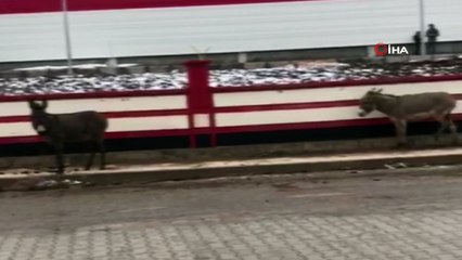 Yazın kullanıp kışın sokağa bırakıyorlar... Yem masrafından kurtulmak için binek hayvanları kaderlerine terk ettiler