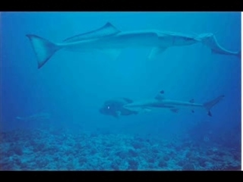 Bonne année 2008 retro plongées_0001