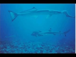 Bonne année 2008 retro plongées_0001