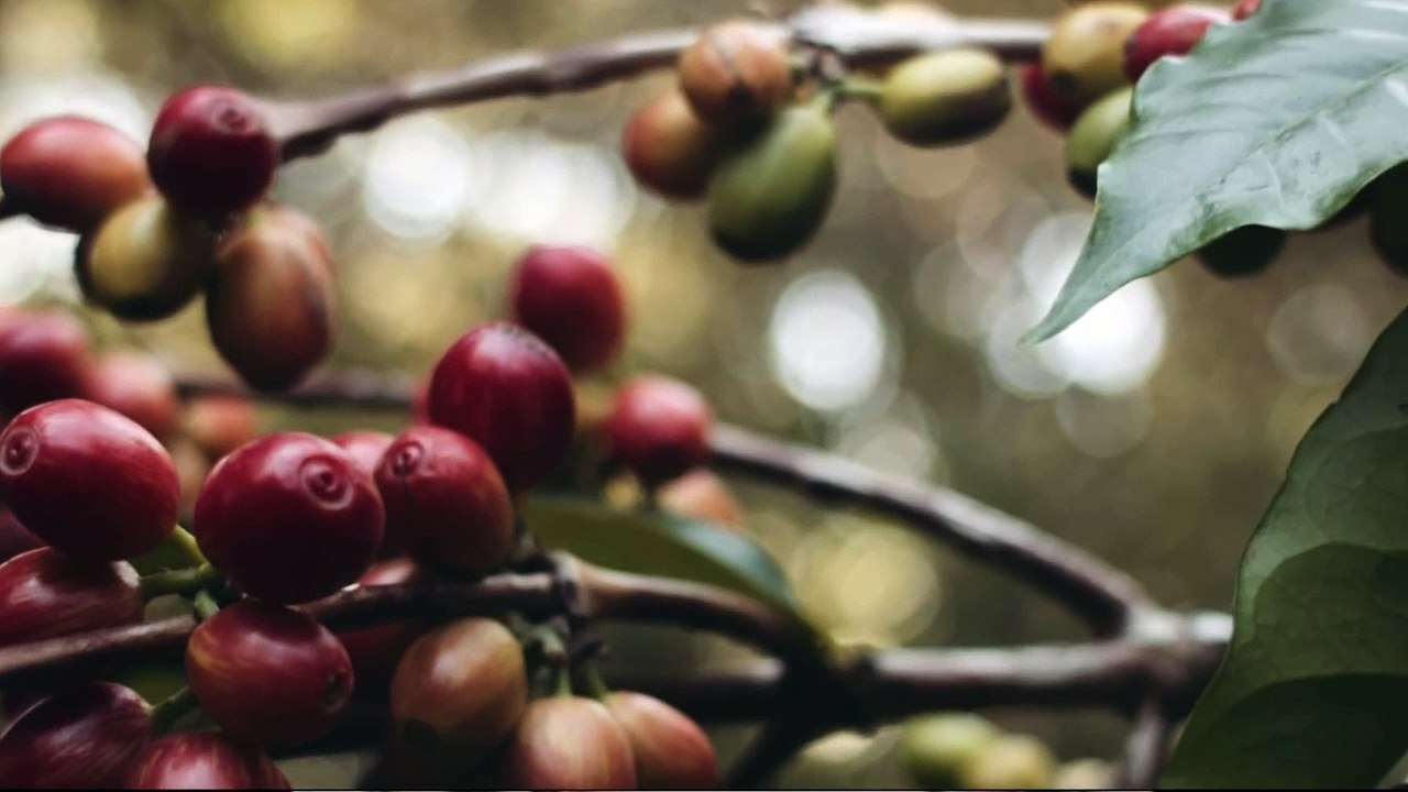 Efrem Tamiru - Bililign