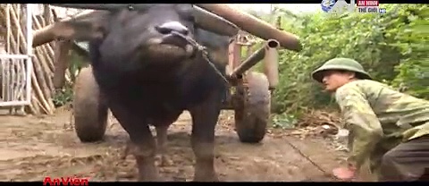 Phim hoạt hình