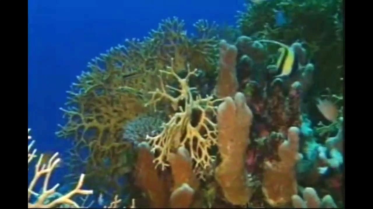 SENARYO - Belgesel / Film ( Saçma , Komik ama Kökleşmiş bir Senaryo )