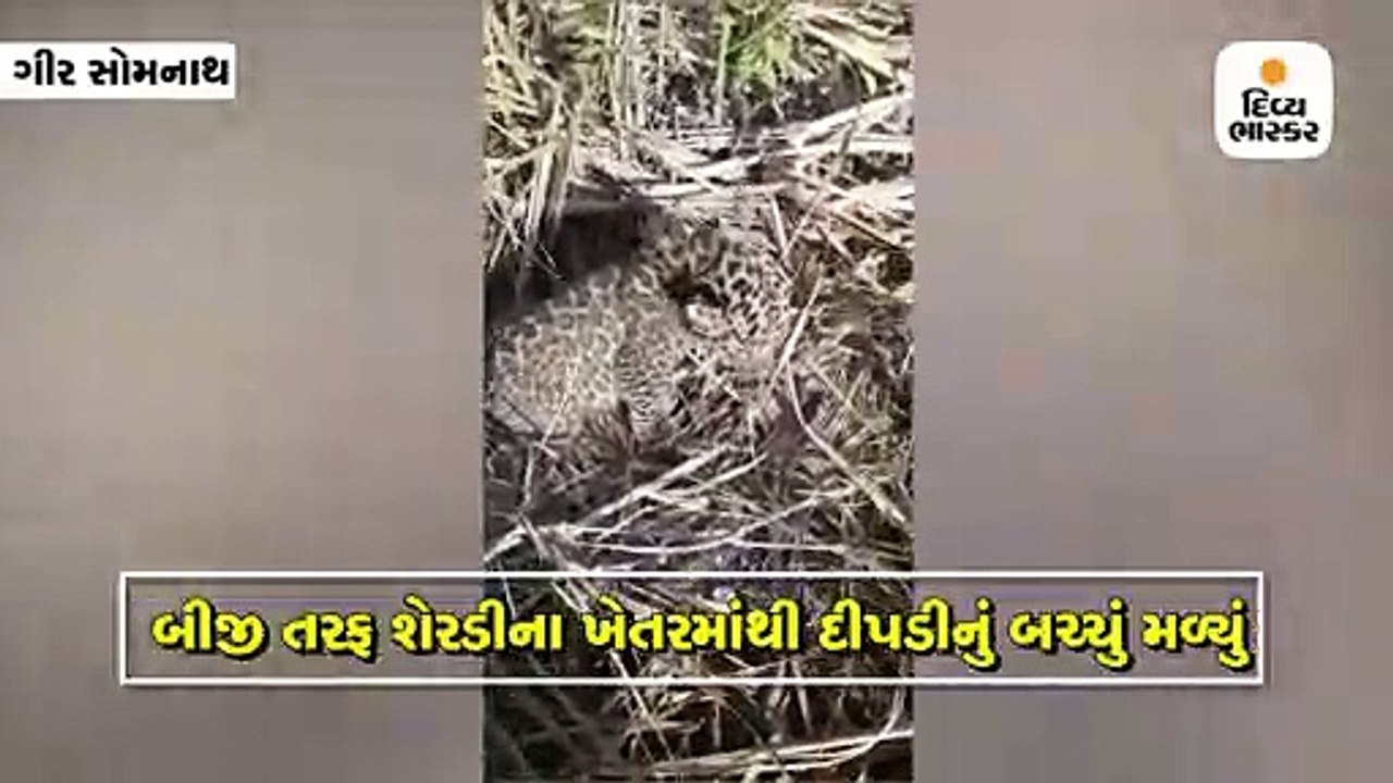 Divya bhaskar videos