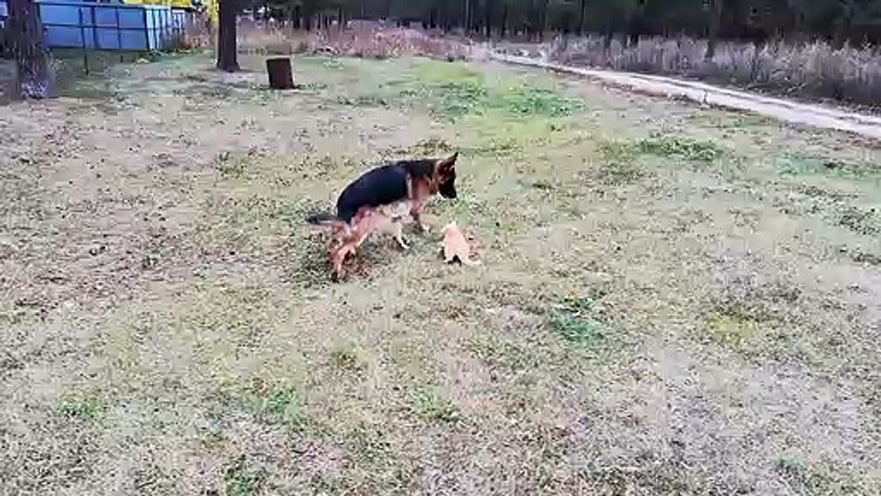 Un chat et un chien jouent dans un jardin