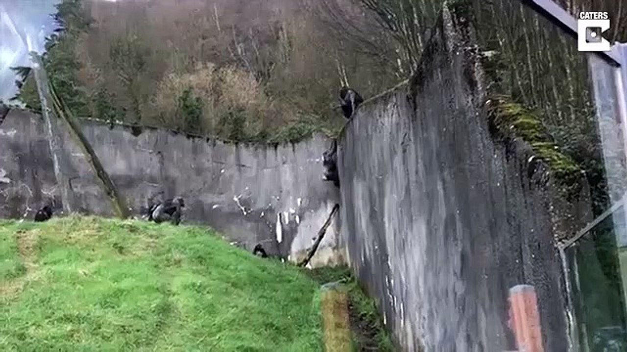 Des singes s'évadent de leur enclos dans un zoo