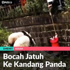 Bocah Jatuh Ke Kandang Panda