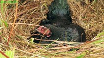 Primitive Technology: Found Chicken Nest & Stalks Chicken Eggs in The Wild -How To Find Chicken Nest