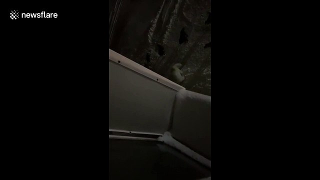 Resident films pack of dogs chasing away polar bears in remote Russian neighbourhood