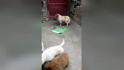 Caring stray puppy brings back some food to its mum
