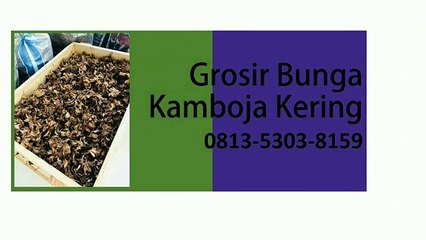 TERBAIK!!! 0813-5303-8159,Jual Bunga Kamboja Kering Gresik