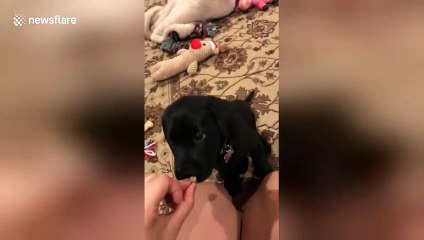 This little puppy doesn't understand how doggy treats work