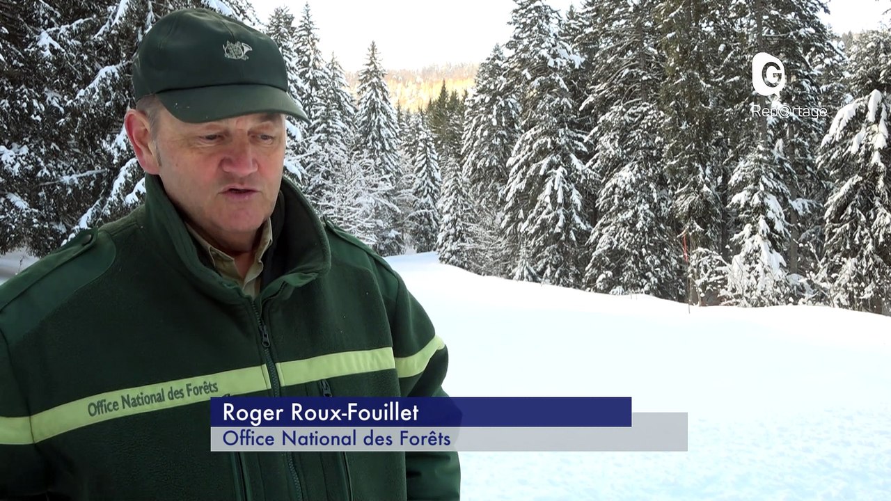 Reportage - L'AOC du Bois de Chartreuse, une première en France