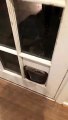 Ce koala veut rentrer par la trappe du chat dans la porte !