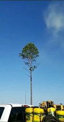 Tout le pollen qui s'échappe lors de l'abattage d'un arbre !