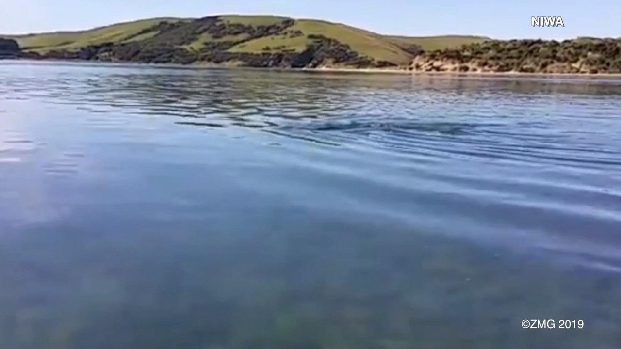 The Owner Of A Working USB Stick Discovered In Seal Feces Has Been Found