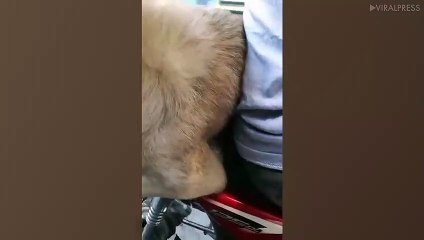Pensioner Rides Motorcycle With &apos;Body Guard&apos; Dog